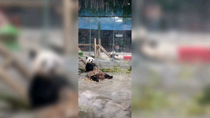 大熊猫吃竹子快乐