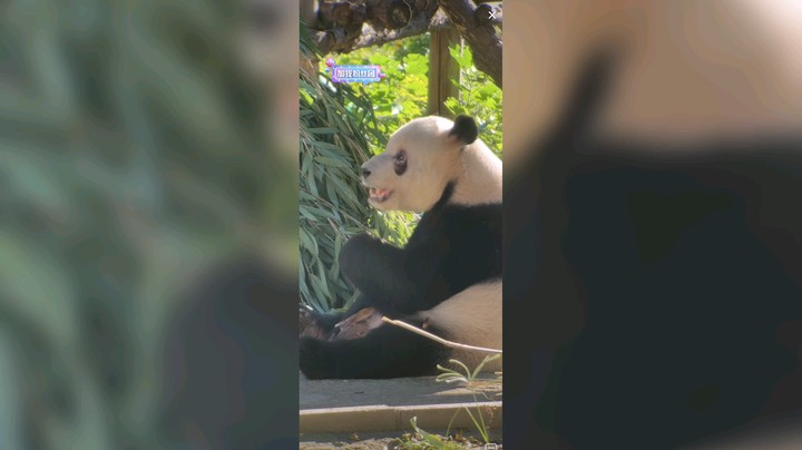 大熊猫萌二吃竹笋不够吃