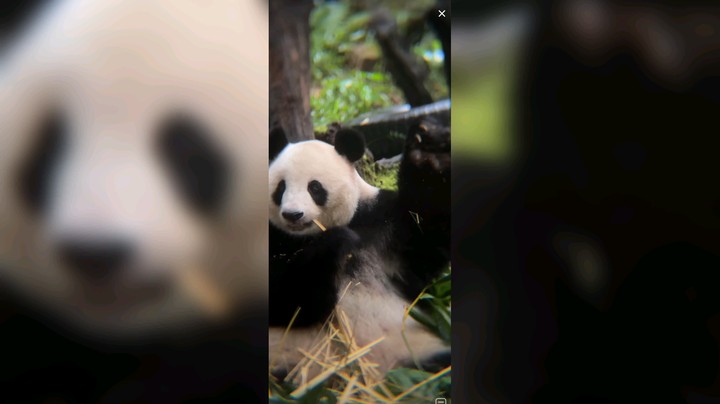 看大熊猫吃竹子很治愈啊