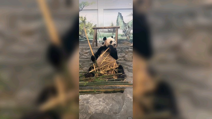 大熊猫座椅威武霸气