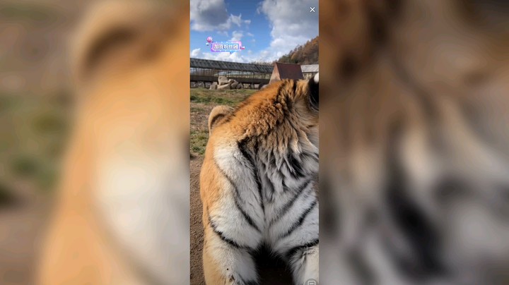 老虎喜欢生气啊