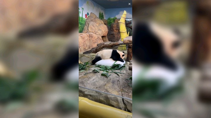 大熊猫快乐的生活