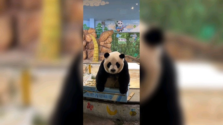 大熊猫这八边形脑袋好可爱