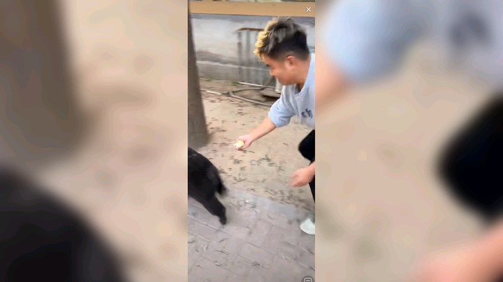 黑熊好搞笑，走位灵活