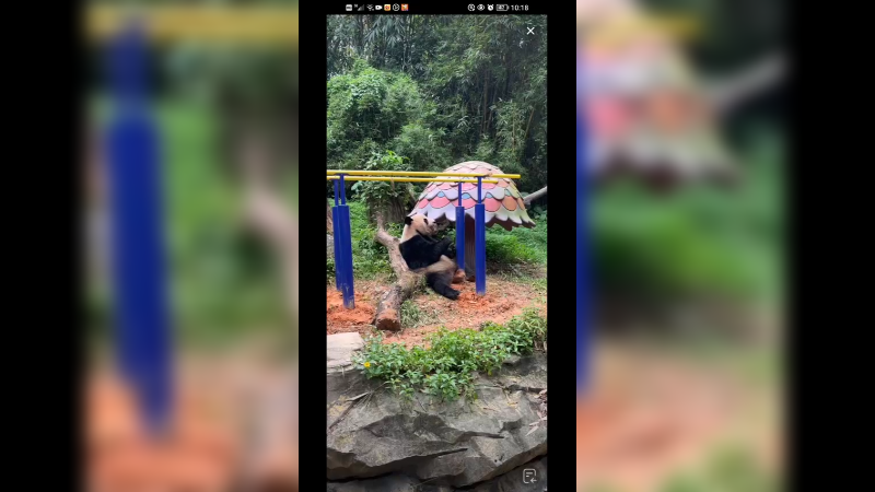 大熊猫吃竹笋好搞笑