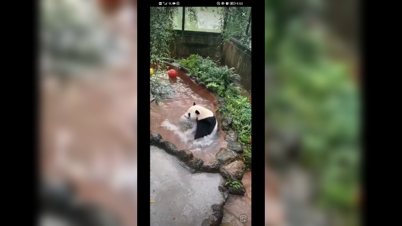大熊猫玩水快乐
