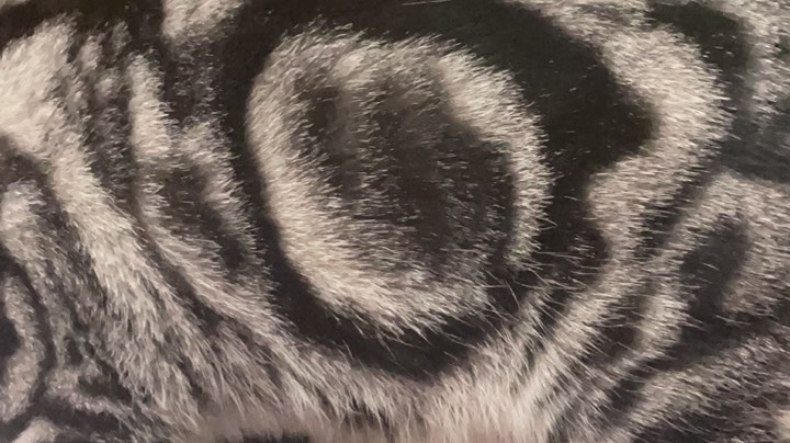 【2023-10-24 18点场】格诺天天开心:欢乐时光开始啦 6514363