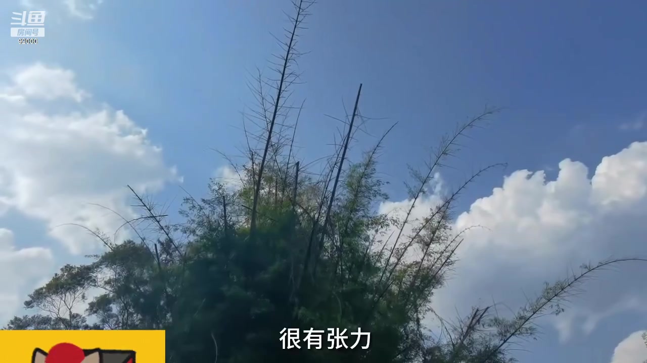 【2023-10-25 07点场】呆妹儿小霸王：【呆妹】一起see