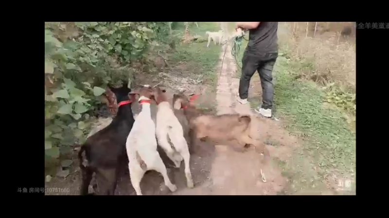 女主播买了几只羊，强哥拉出来吃叶子