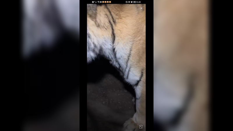 老虎眼睛好像宝石