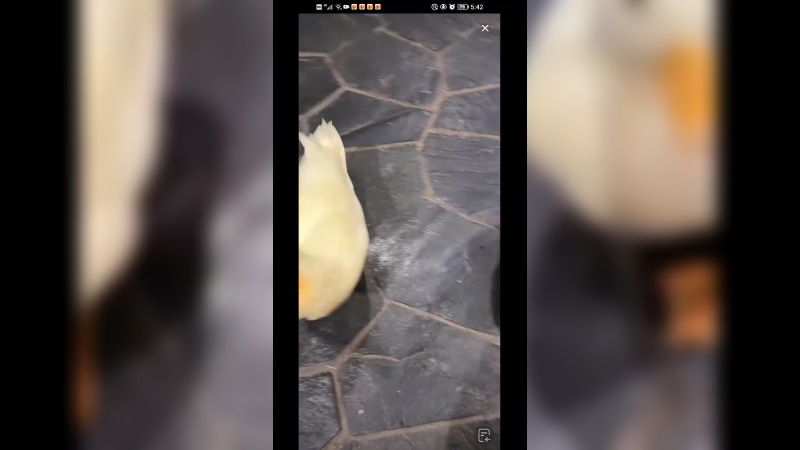 不得不说小鸭子看起来眉清目秀的