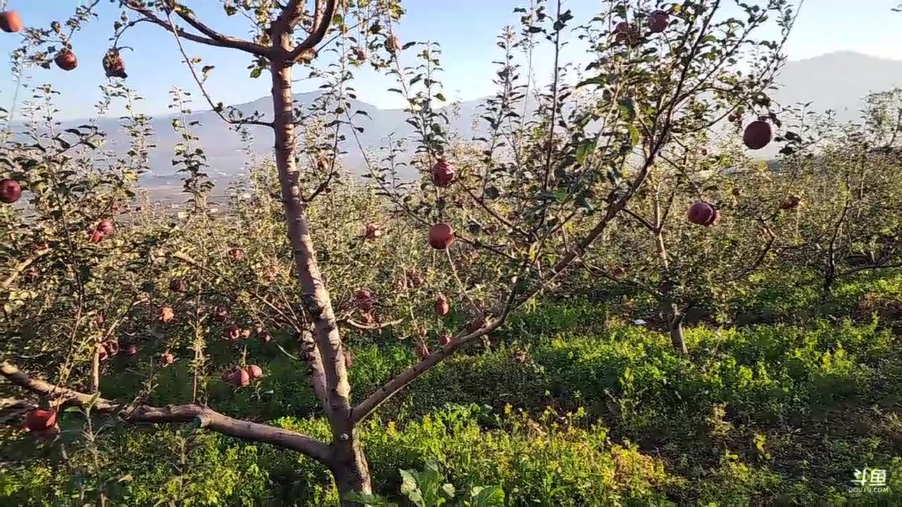 【2023-10-23 07点场】叶子户外：盐源苹果园求生 12580