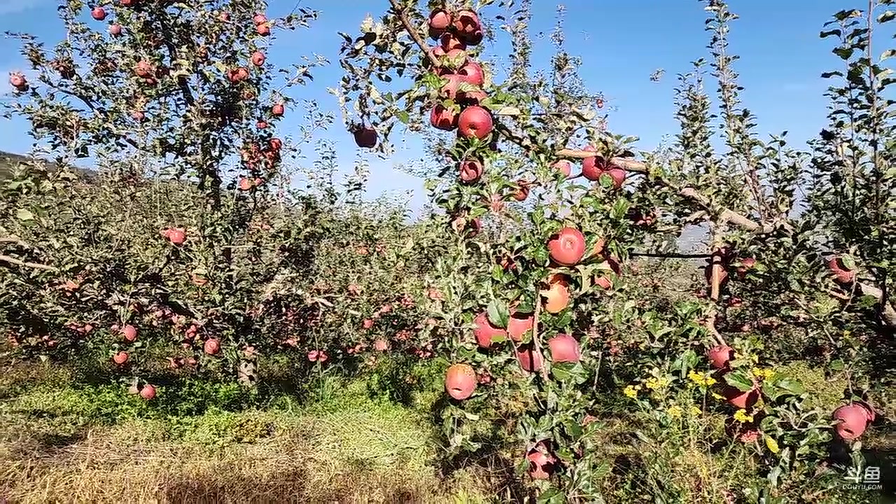 【2023-10-23 09点场】叶子户外：盐源苹果园求生 12580