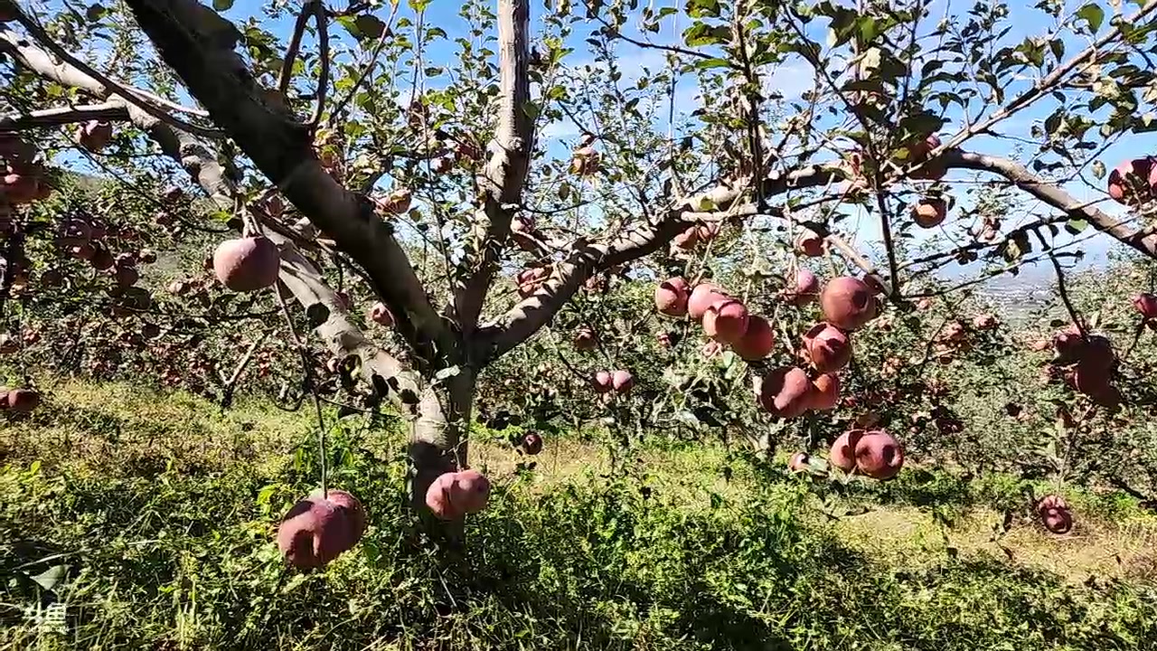 【2023-10-23 13点场】叶子户外：盐源苹果园求生 12580