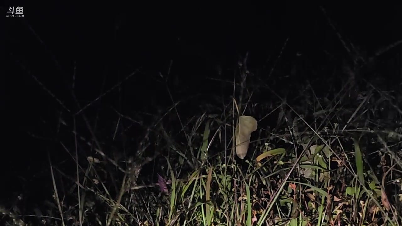 【2023-10-23 23点场】叶子户外：盐源苹果园求生 12580