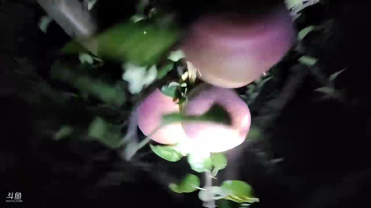 【2023-10-22 21点场】叶子户外：盐源苹果园求生 12580