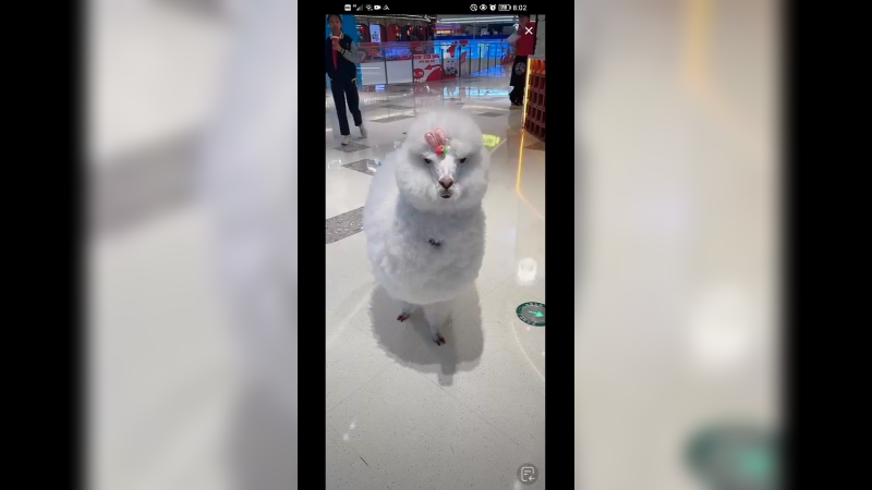 带羊驼逛商场，走路优雅