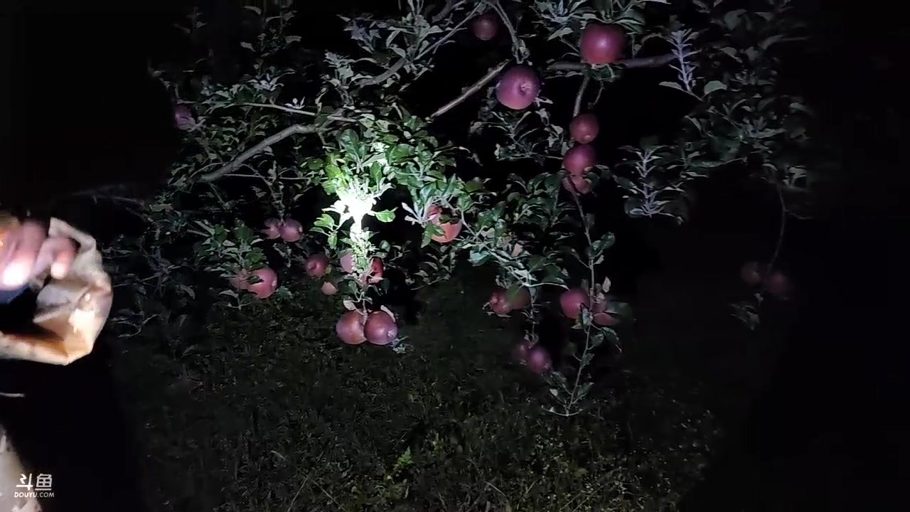 【2023-10-22 19点场】叶子户外：大凉山盐源苹果 12580