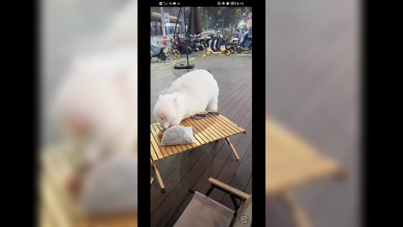 羊驼胆小怕小狗，有点呆萌