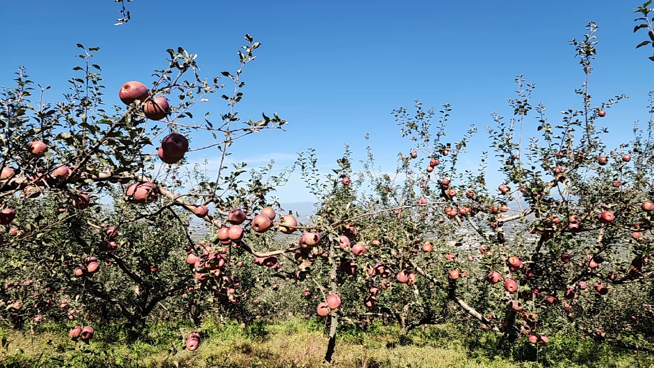 【2023-10-23 11点场】叶子户外：盐源苹果园求生 12580