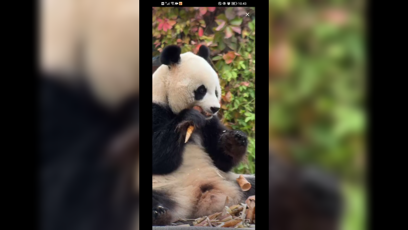 大熊猫美女小白天吃竹笋好可爱