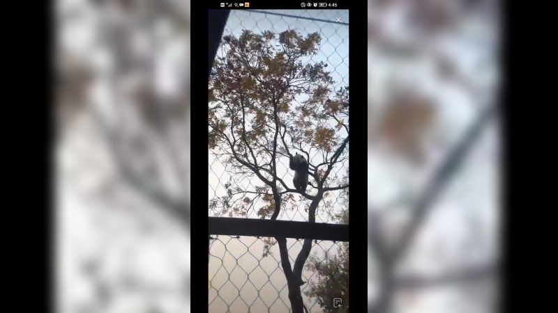 北动挂件小白天树上玩快乐啊