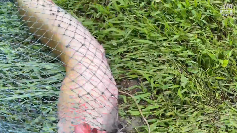我在斗鱼看贱贱钓鱼直播户外