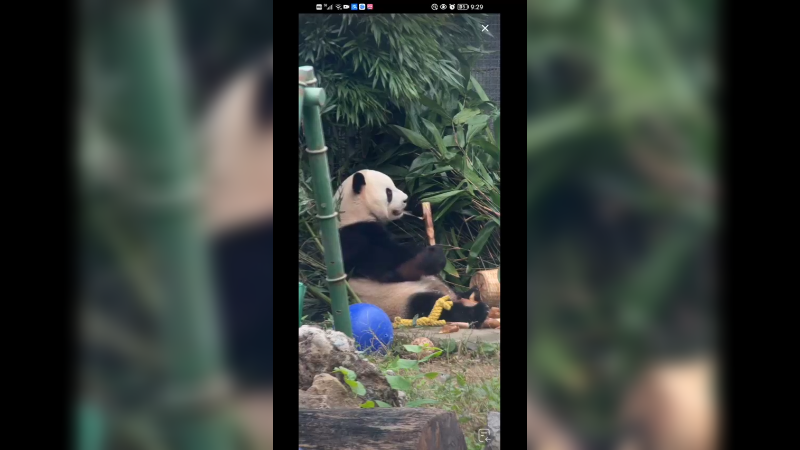 大熊猫萌兰坐着吃竹笋快乐