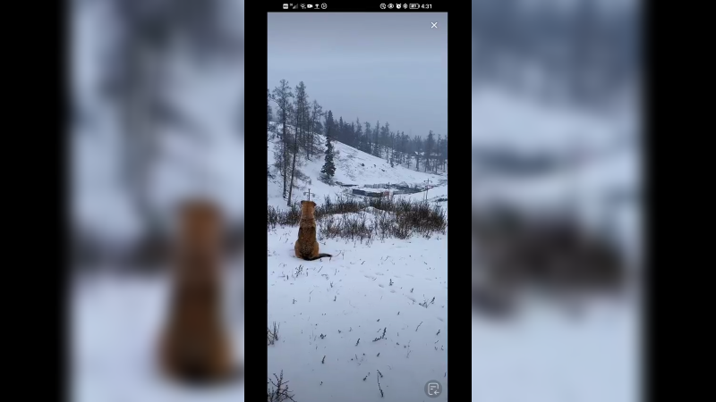 今天新疆阿勒泰又下雪了，北国风光白雪皑皑