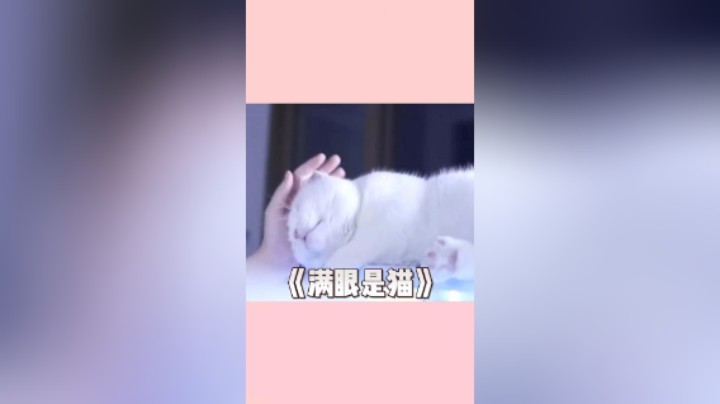 【若若】我的双眼被哈基咪蒙蔽！