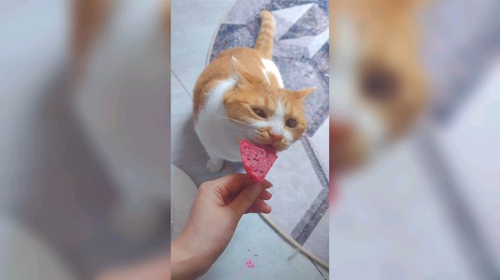 爱吃甜食的小猫