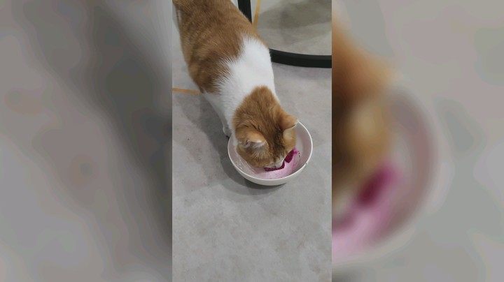 干饭猫