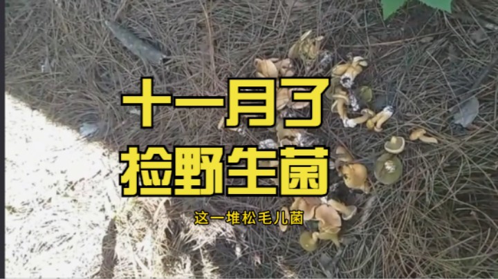 十一月份还能捡野生菌，，感觉西昌还能捡一个月