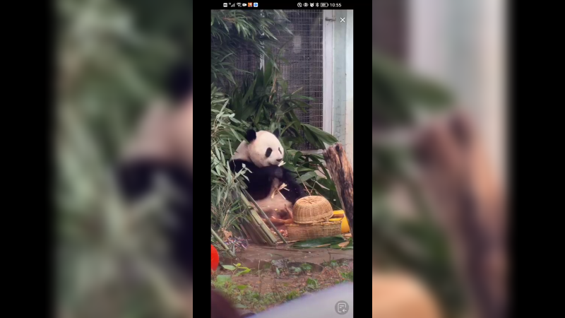 大熊猫萌兰吃的好快乐