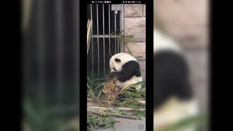 大熊猫古古吃饭