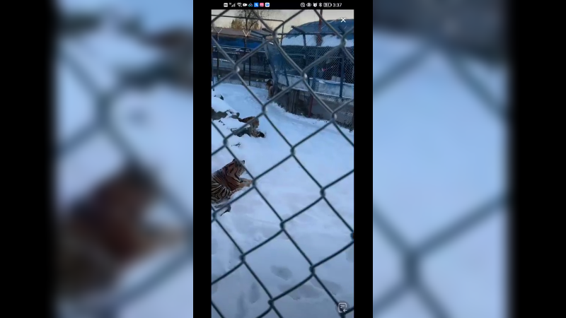 黑龙江下大雪，东北虎好快乐