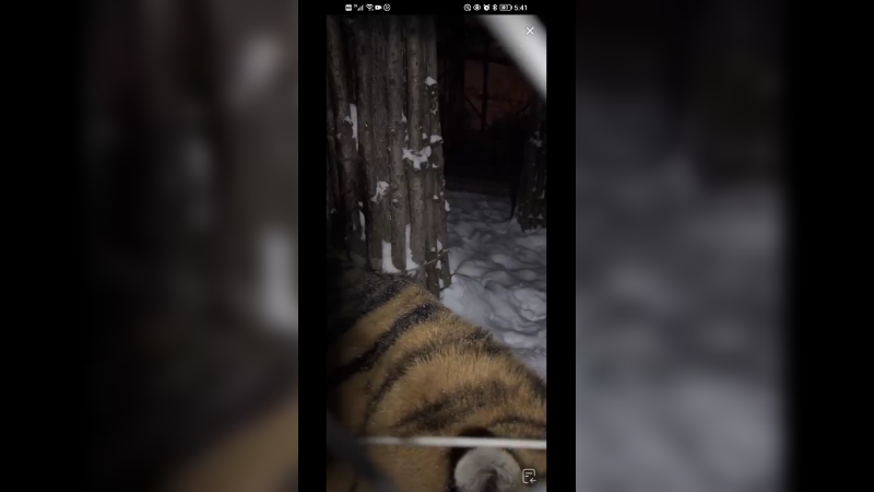 晚上下雪东北虎还在等吃肉