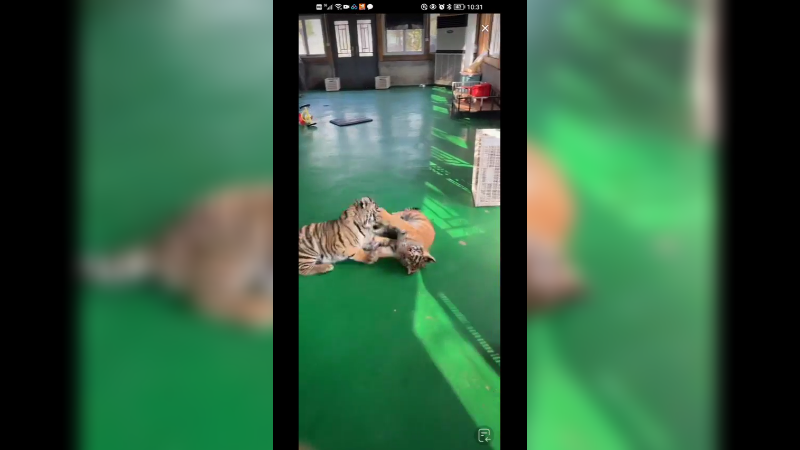 小老虎小狮子玩的开心