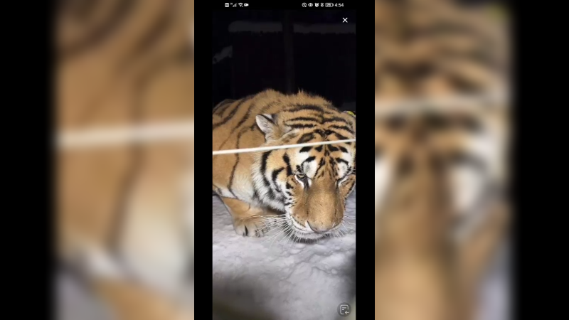 黑龙江四点多天黑，东北虎还在外面等吃的