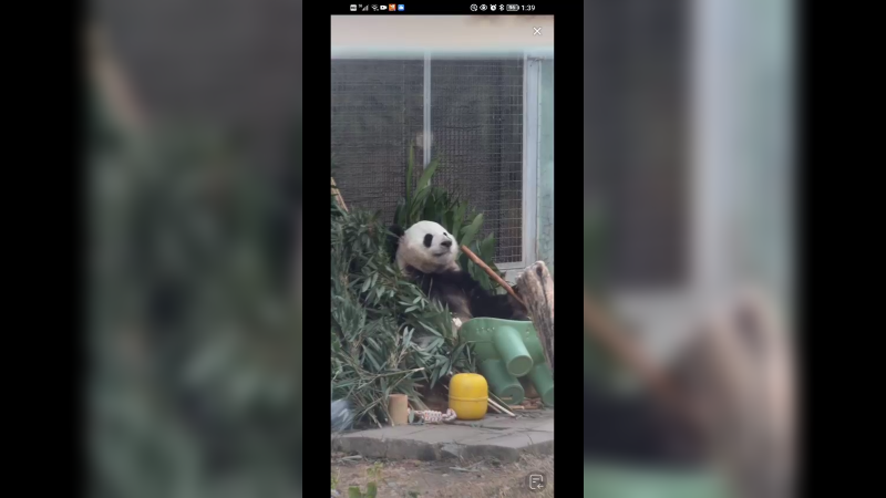 大熊猫萌兰吃竹笋快乐，吃完还在找