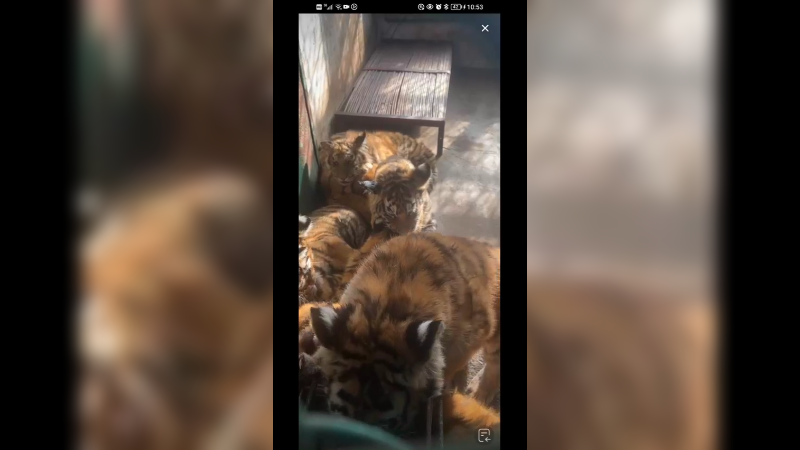 黑龙江的东北虎互相取暖，好可爱