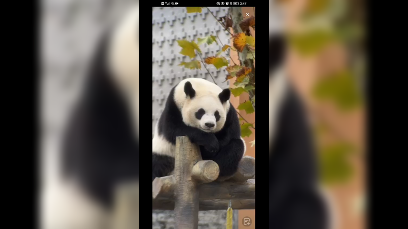 国宝大熊猫吃饱打瞌睡休息，岁月静好的感觉