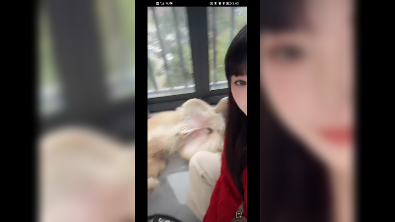 美女在家唱歌，狗子躺着听歌，搞笑