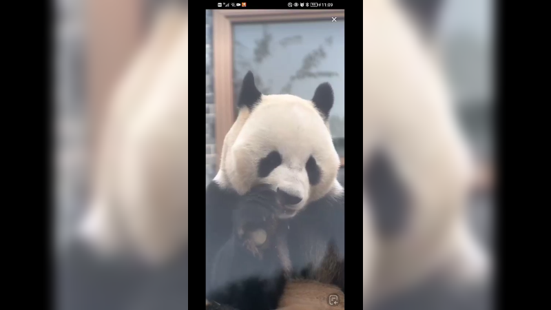 大熊猫吃的好香