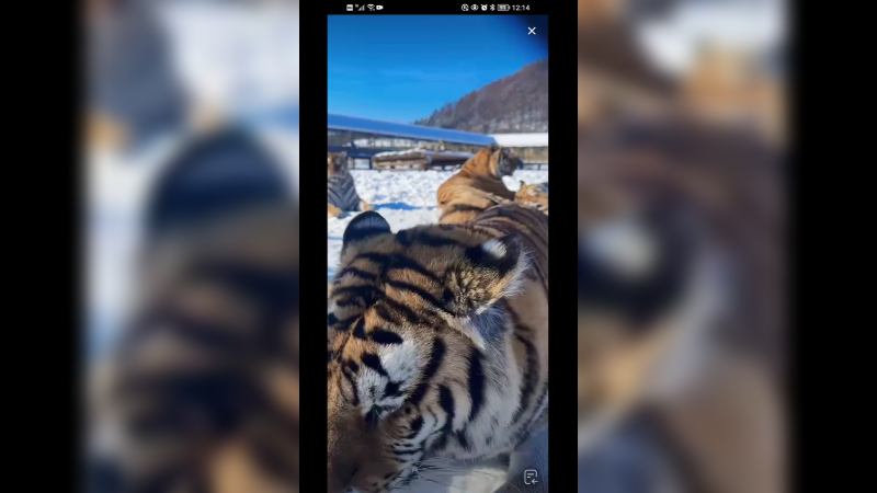 黑龙江东北老虎在雪地里吃饭睡觉散步