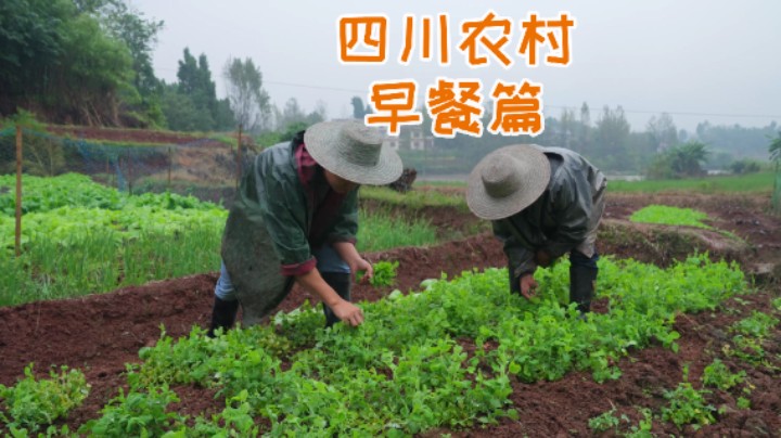 四川人民的硬核早餐，一碗豌豆尖火锅面一碗烫饭，香安逸了