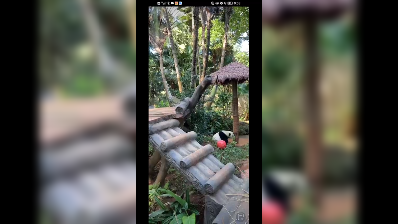 海南大熊猫一大早玩的不亦乐乎，好开心