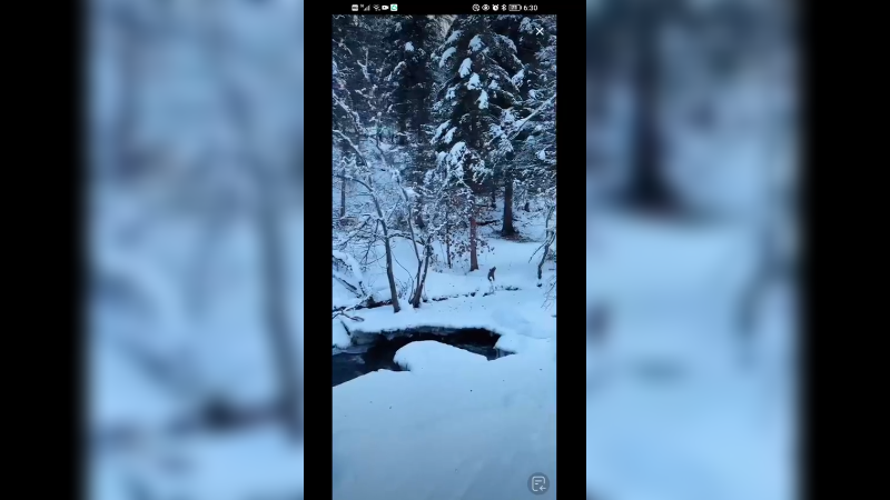 在新疆禾木旅游看雪景，感觉进入电影里了
