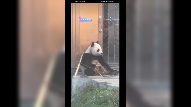 大熊猫坐着吃竹子，好乖啊