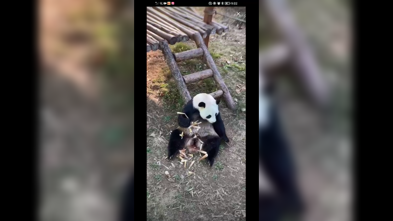 大熊猫好喜欢吃竹笋啊